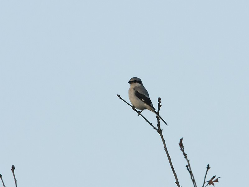 Lanius excubitor Great Grey Shrike Klapekster